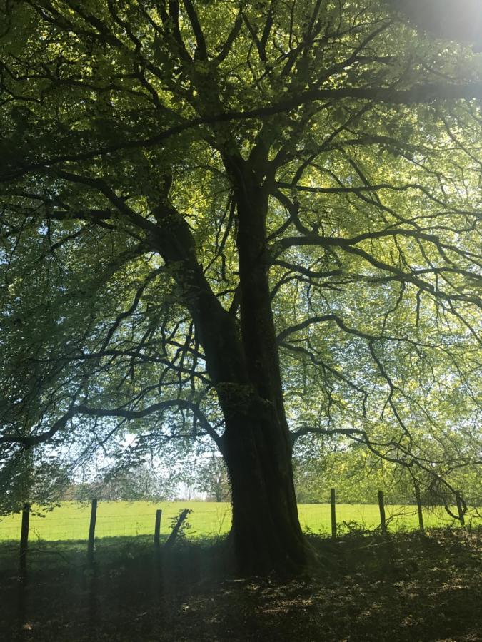 Henllys Estate B And B Llandovery Zewnętrze zdjęcie